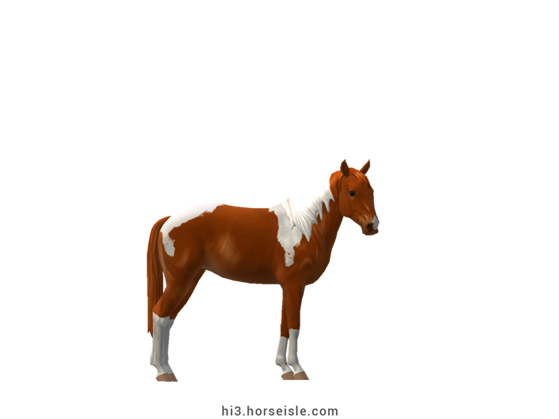 Tushin Red Chestnut Tobiano Coat (normal view)